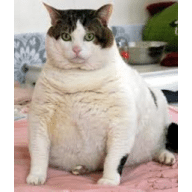 Avatar von fat-cat