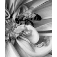 Avatar von Pentimento