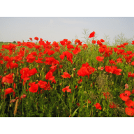 Avatar von MohnMohn