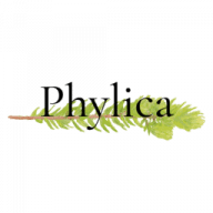 Avatar de Phylica