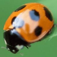 Avatar von Beetle52