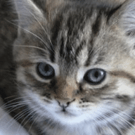 Avatar de catalex0307
