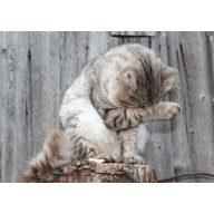 Avatar of blancaberger