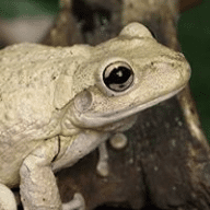 Avatar of danger-frog