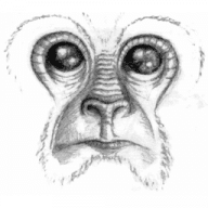 Noble Ape Simulation