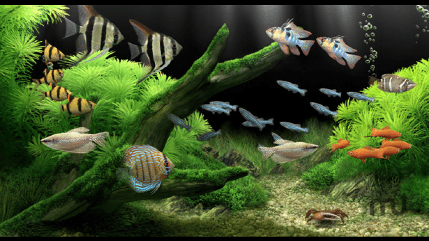 Aquarium Aquarium
